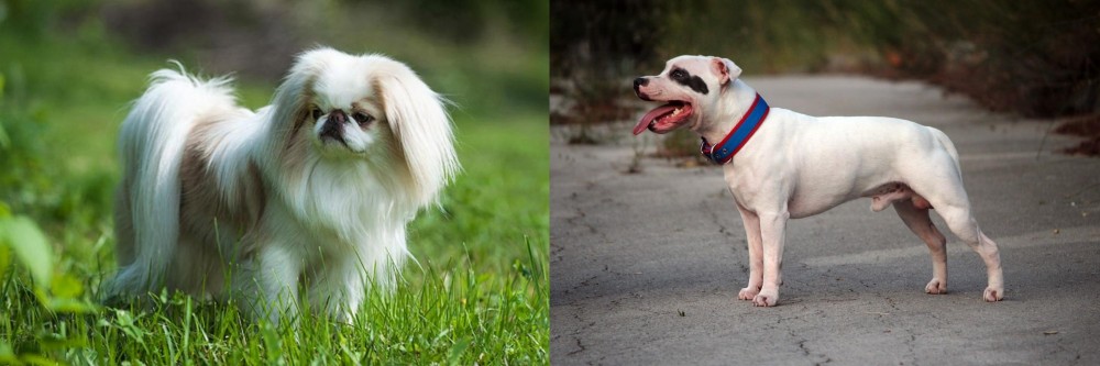 Staffordshire Bull Terrier vs Japanese Chin - Breed Comparison