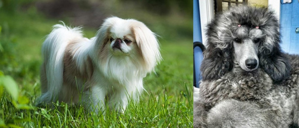 Standard Poodle vs Japanese Chin - Breed Comparison