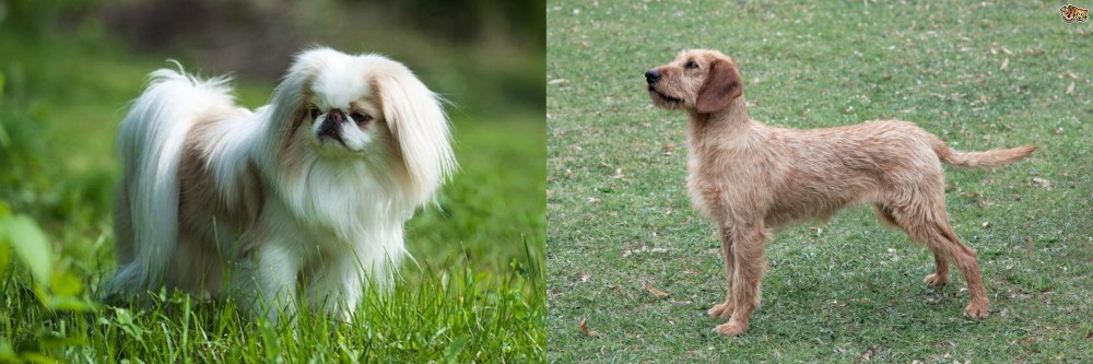 Styrian Coarse Haired Hound vs Japanese Chin - Breed Comparison