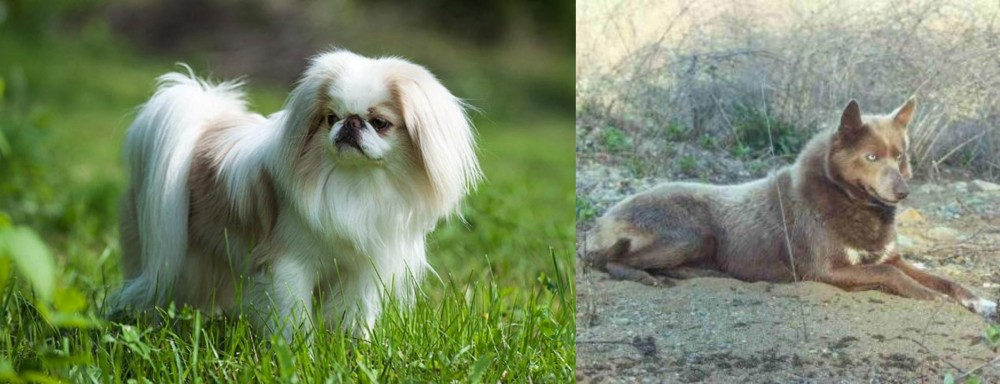 Tahltan Bear Dog vs Japanese Chin - Breed Comparison
