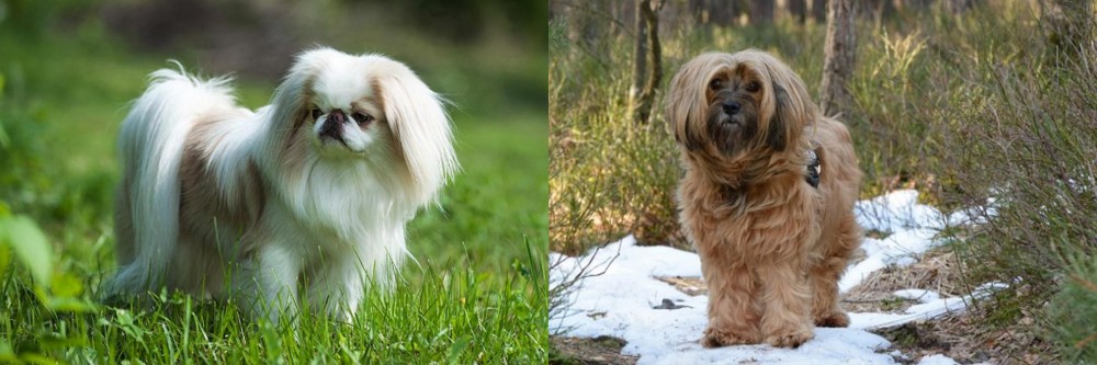 Tibetan Terrier vs Japanese Chin - Breed Comparison