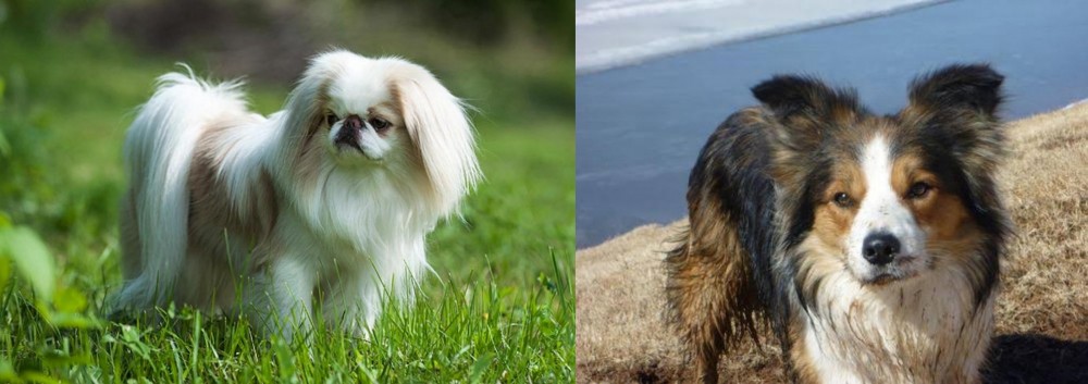 Welsh Sheepdog vs Japanese Chin - Breed Comparison