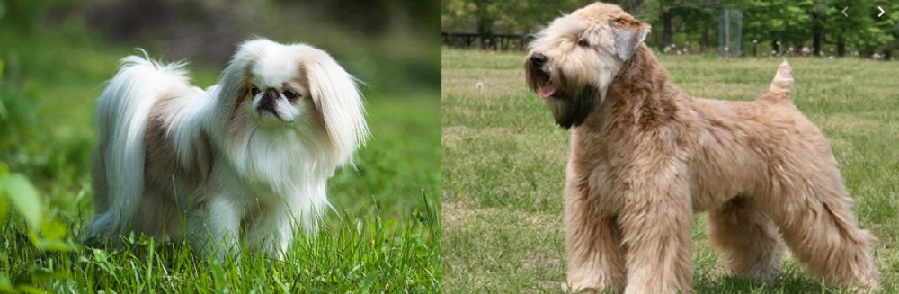 Wheaten Terrier vs Japanese Chin - Breed Comparison