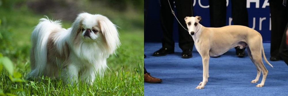 Whippet vs Japanese Chin - Breed Comparison