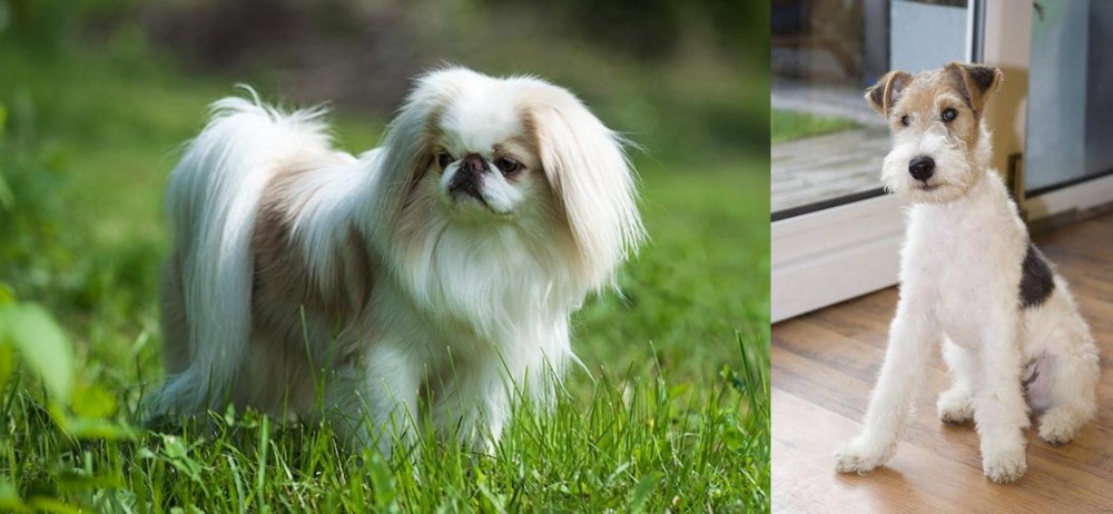Wire Fox Terrier vs Japanese Chin - Breed Comparison