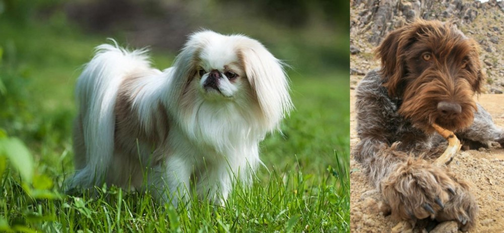 Wirehaired Pointing Griffon vs Japanese Chin - Breed Comparison