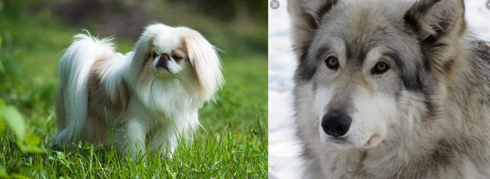 Wolfdog vs Japanese Chin - Breed Comparison
