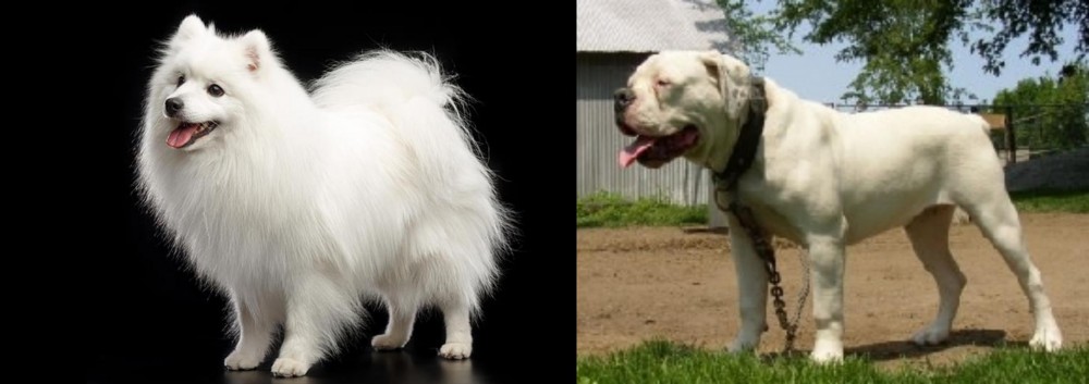 Hermes Bulldogge vs Japanese Spitz - Breed Comparison