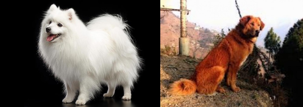 Himalayan Sheepdog vs Japanese Spitz - Breed Comparison