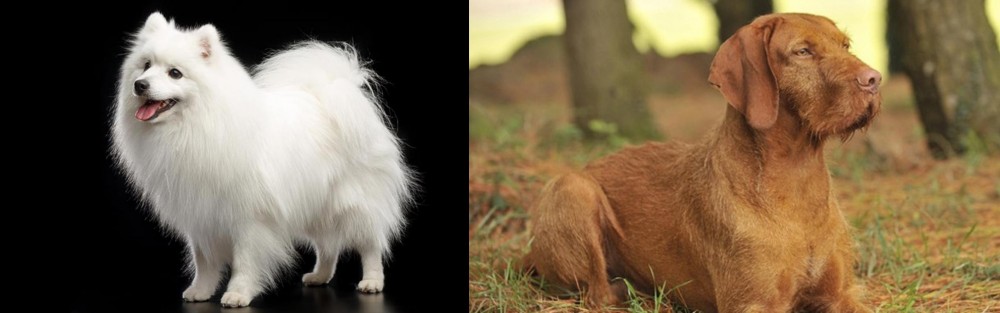 Hungarian Wirehaired Vizsla vs Japanese Spitz - Breed Comparison