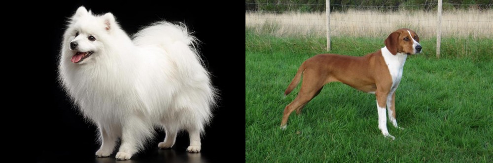 Hygenhund vs Japanese Spitz - Breed Comparison