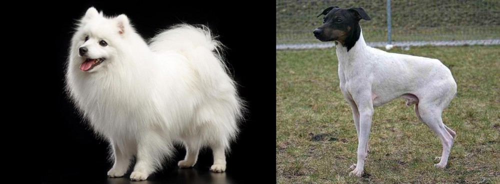 Japanese Terrier vs Japanese Spitz - Breed Comparison