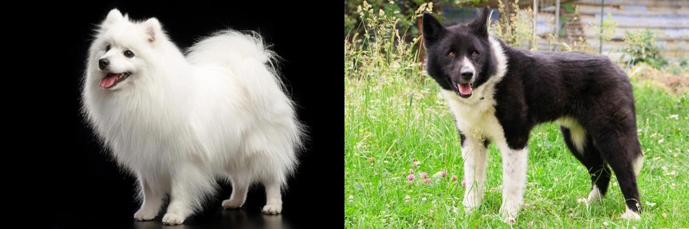 Karelian Bear Dog vs Japanese Spitz - Breed Comparison