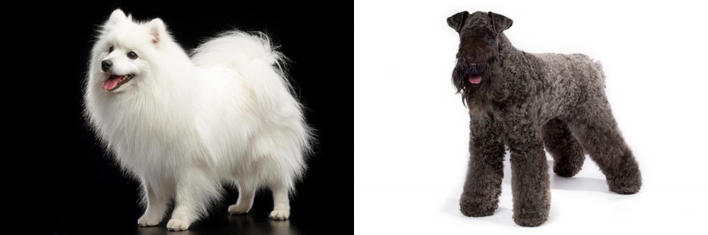 Kerry Blue Terrier vs Japanese Spitz - Breed Comparison