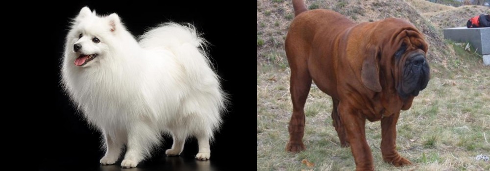 Korean Mastiff vs Japanese Spitz - Breed Comparison