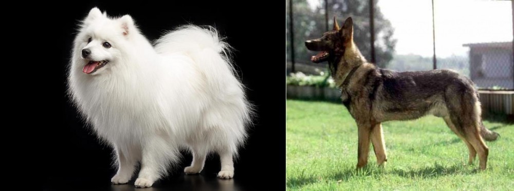 Kunming Dog vs Japanese Spitz - Breed Comparison