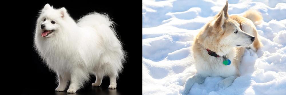 Labrador Husky vs Japanese Spitz - Breed Comparison
