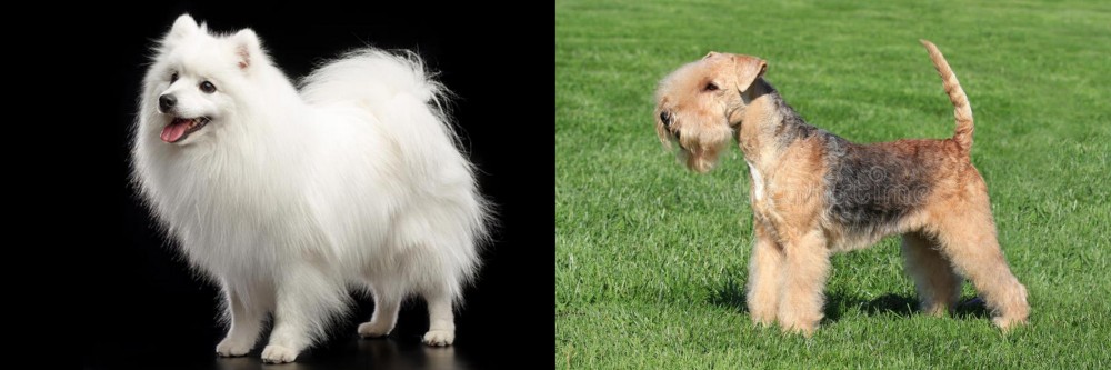 Lakeland Terrier vs Japanese Spitz - Breed Comparison
