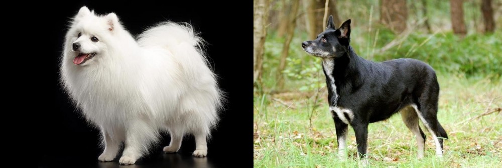 Lapponian Herder vs Japanese Spitz - Breed Comparison