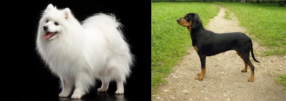 Latvian Hound vs Japanese Spitz - Breed Comparison