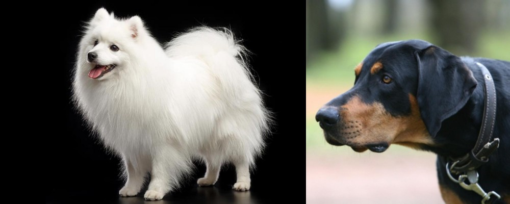 Lithuanian Hound vs Japanese Spitz - Breed Comparison