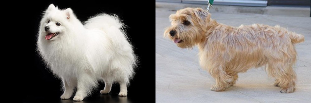 Lucas Terrier vs Japanese Spitz - Breed Comparison