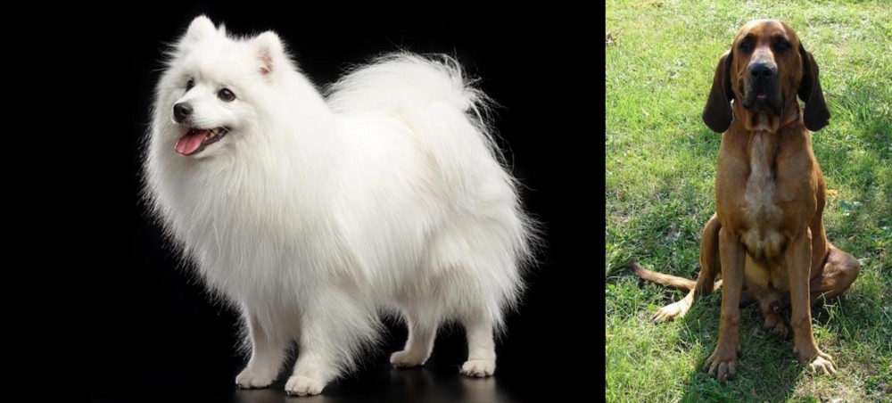 Majestic Tree Hound vs Japanese Spitz - Breed Comparison