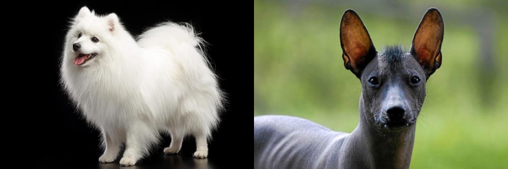 Mexican Hairless vs Japanese Spitz - Breed Comparison