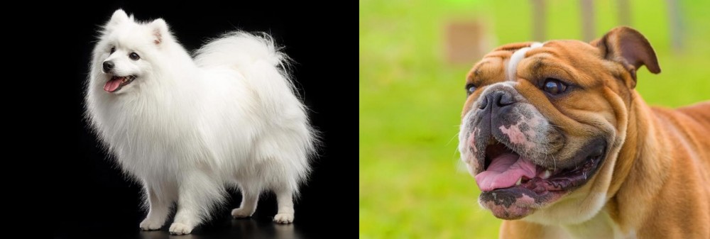 Miniature English Bulldog vs Japanese Spitz - Breed Comparison