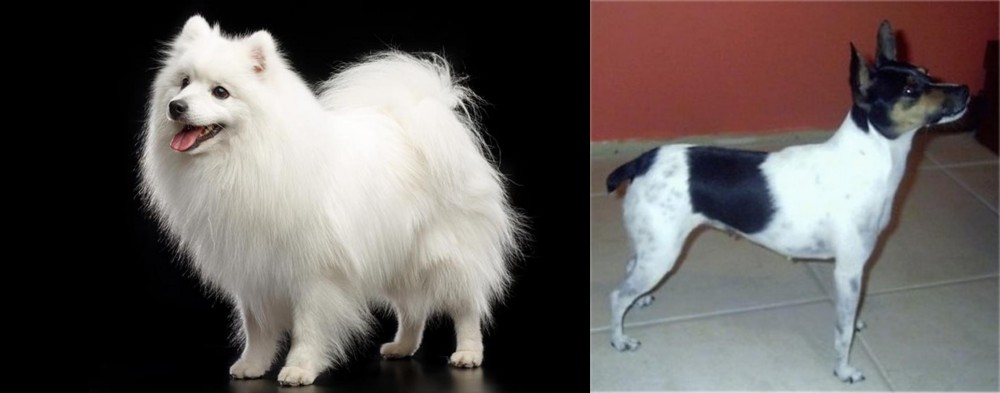 Miniature Fox Terrier vs Japanese Spitz - Breed Comparison