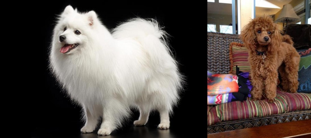 Miniature Poodle vs Japanese Spitz - Breed Comparison