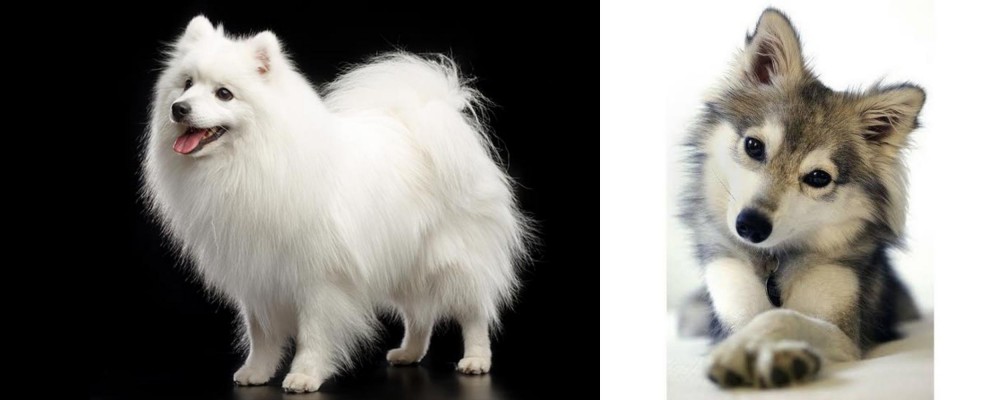 Miniature Siberian Husky vs Japanese Spitz - Breed Comparison