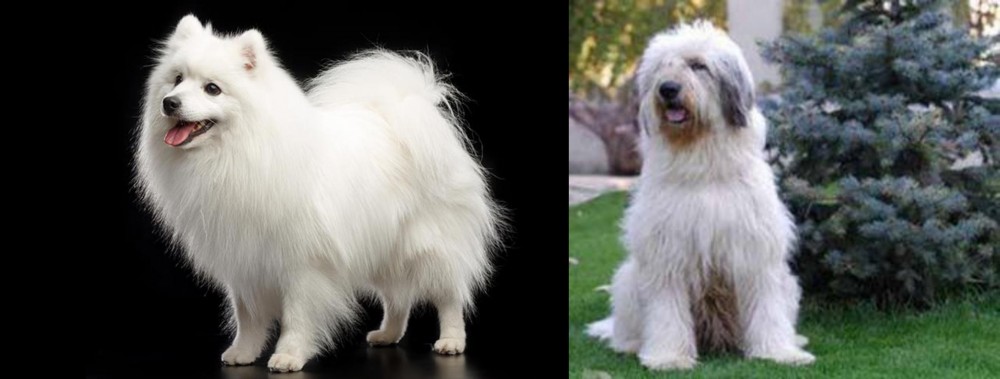 Mioritic Sheepdog vs Japanese Spitz - Breed Comparison