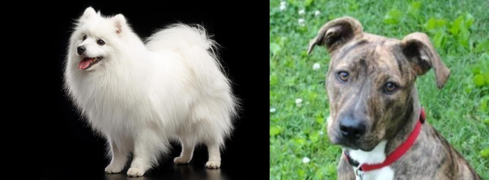 Mountain Cur vs Japanese Spitz - Breed Comparison