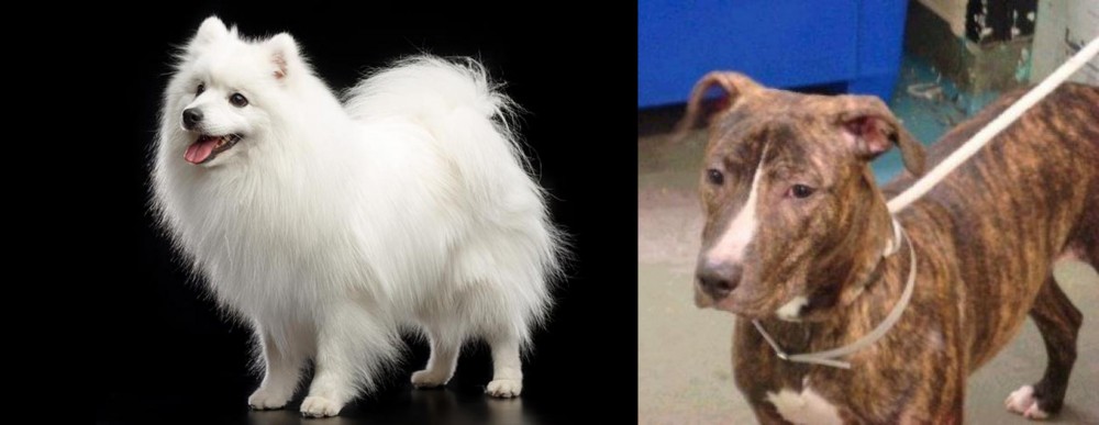 Mountain View Cur vs Japanese Spitz - Breed Comparison