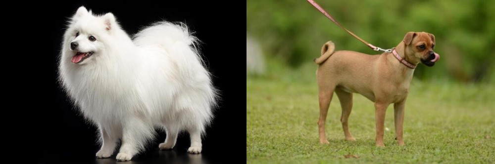 Muggin vs Japanese Spitz - Breed Comparison