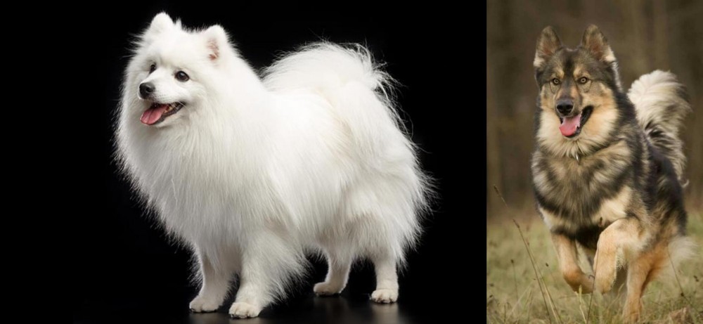 Native American Indian Dog vs Japanese Spitz - Breed Comparison