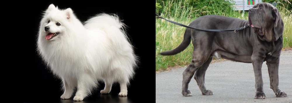 Neapolitan Mastiff vs Japanese Spitz - Breed Comparison