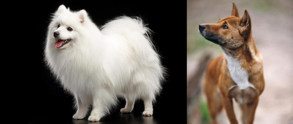 New Guinea Singing Dog vs Japanese Spitz - Breed Comparison