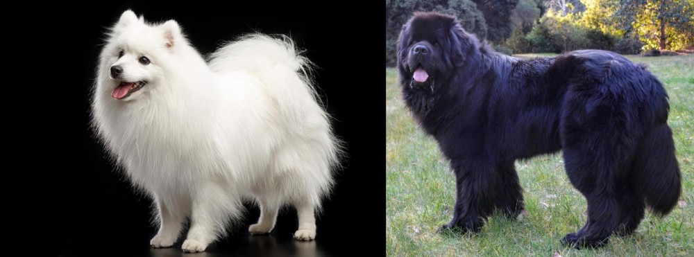 Newfoundland Dog vs Japanese Spitz - Breed Comparison