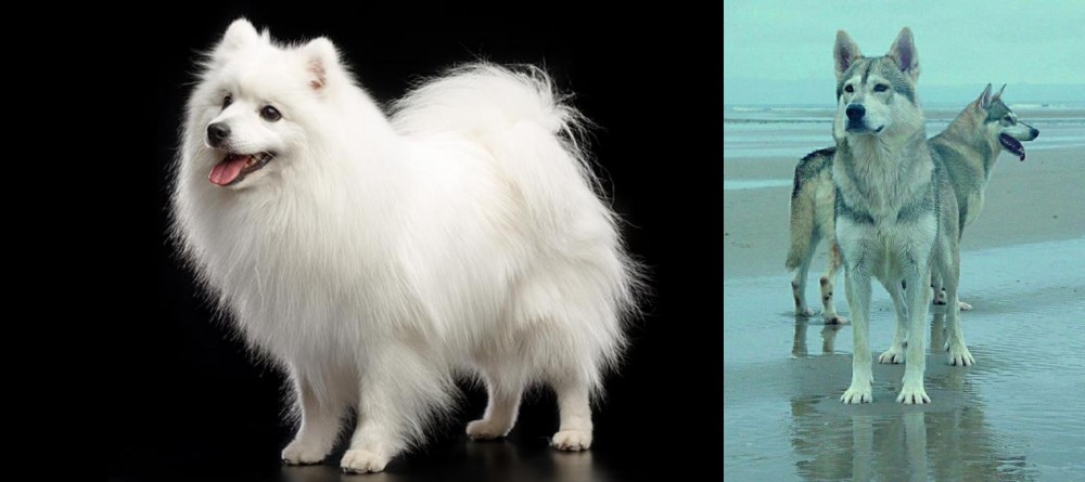 Northern Inuit Dog vs Japanese Spitz - Breed Comparison