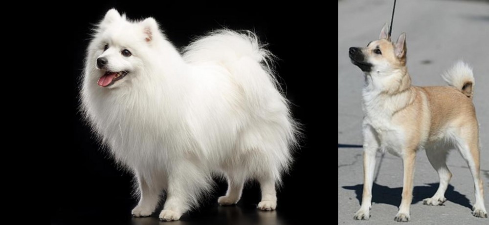 Norwegian Buhund vs Japanese Spitz - Breed Comparison