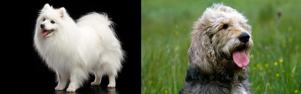Otterhound vs Japanese Spitz - Breed Comparison