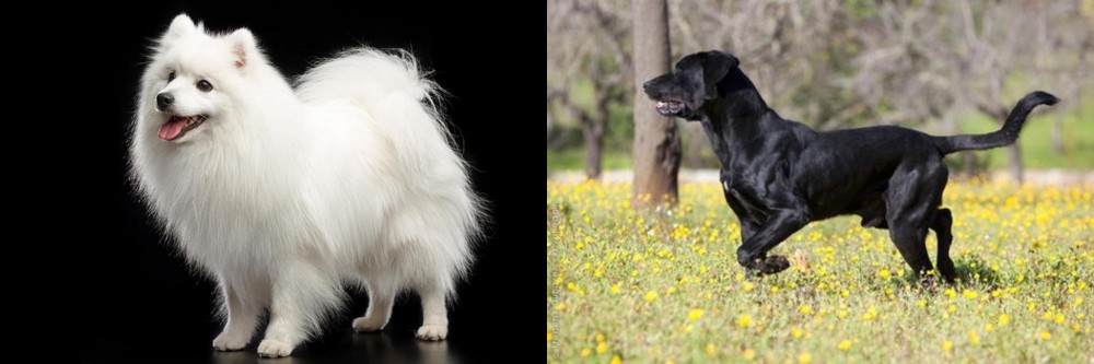 Perro de Pastor Mallorquin vs Japanese Spitz - Breed Comparison