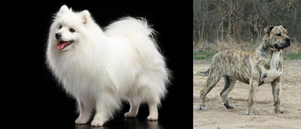 Perro de Presa Mallorquin vs Japanese Spitz - Breed Comparison