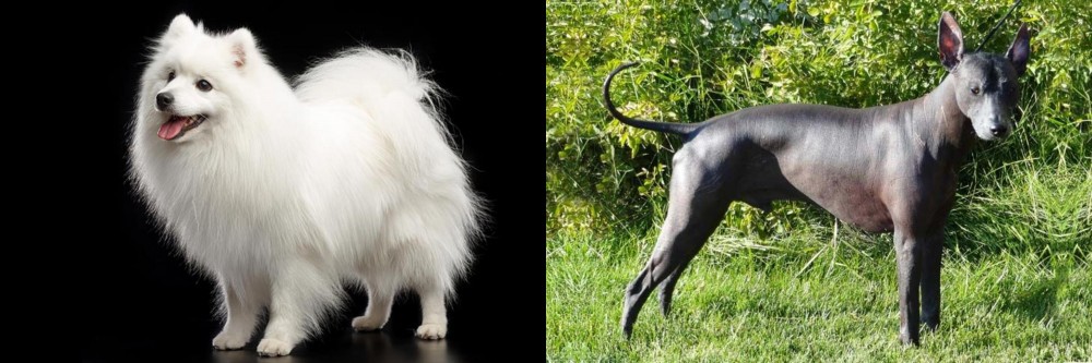 Peruvian Hairless vs Japanese Spitz - Breed Comparison