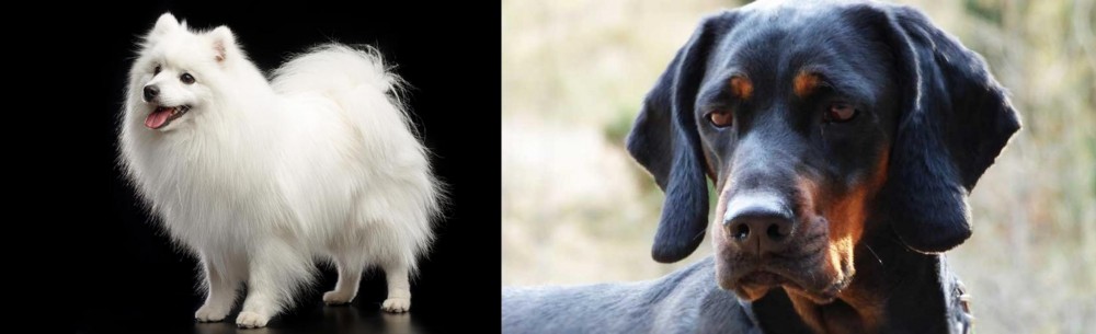 Polish Hunting Dog vs Japanese Spitz - Breed Comparison
