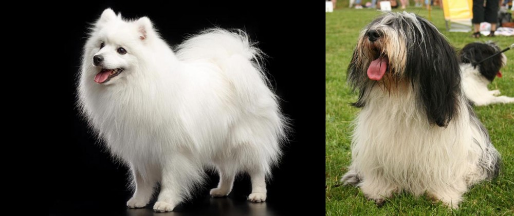 Polish Lowland Sheepdog vs Japanese Spitz - Breed Comparison