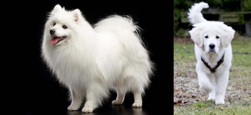 Polish Tatra Sheepdog vs Japanese Spitz - Breed Comparison