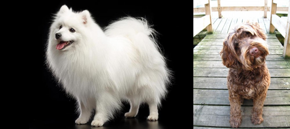 Portuguese Water Dog vs Japanese Spitz - Breed Comparison